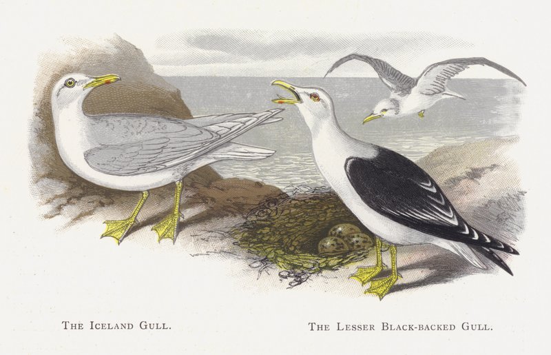 Le Goéland islandais, Le Goéland brun - Alexander Francis Lydon