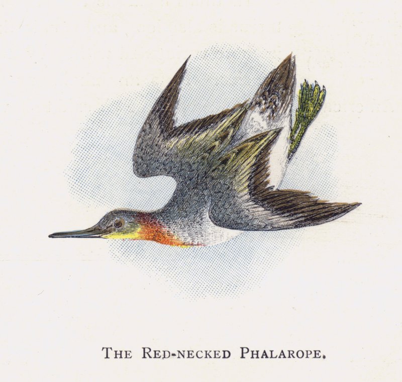 Le Phalarope à Bec Étroit - Alexander Francis Lydon