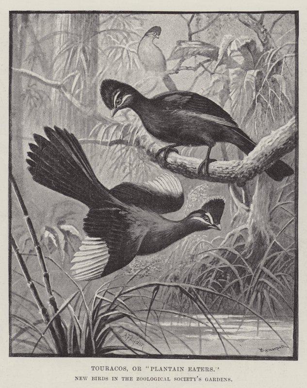 Touracos, ou Mangeurs de Plantains, Nouveaux Oiseaux dans les Jardins de la Société Zoologique - Alexander Francis Lydon