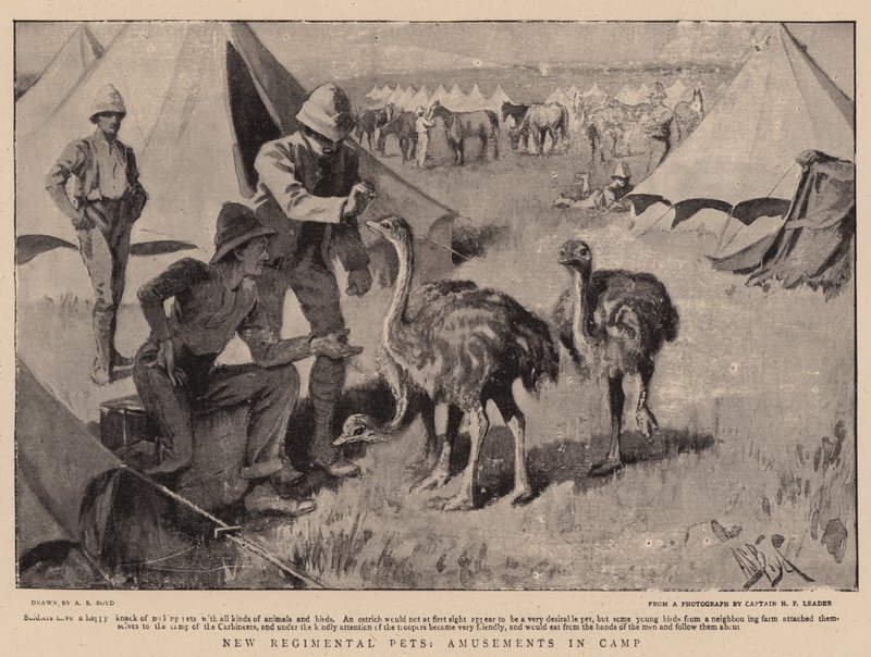 Nouveaux animaux de compagnie régimentaires, divertissements au camp - Alexander Stuart Boyd