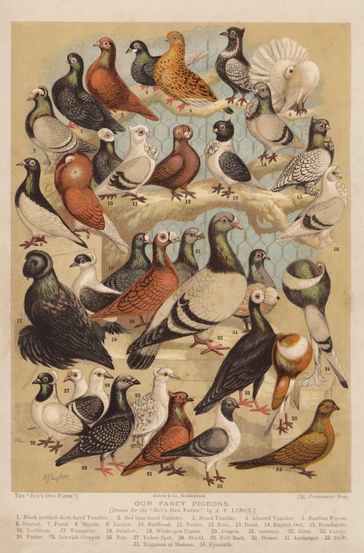 Pigeons - Alexander Francis (after) Lydon