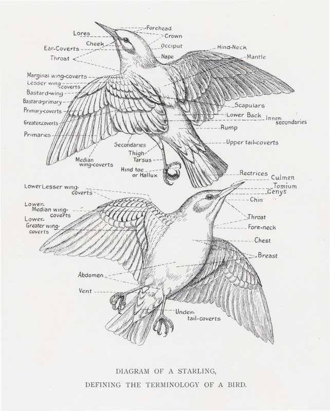 Diagramme d