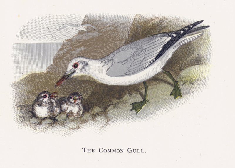 La Mouette Commune - Alexander Francis Lydon