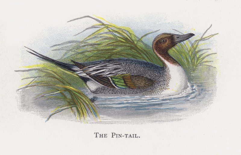 Le Canard pilet - Alexander Francis Lydon