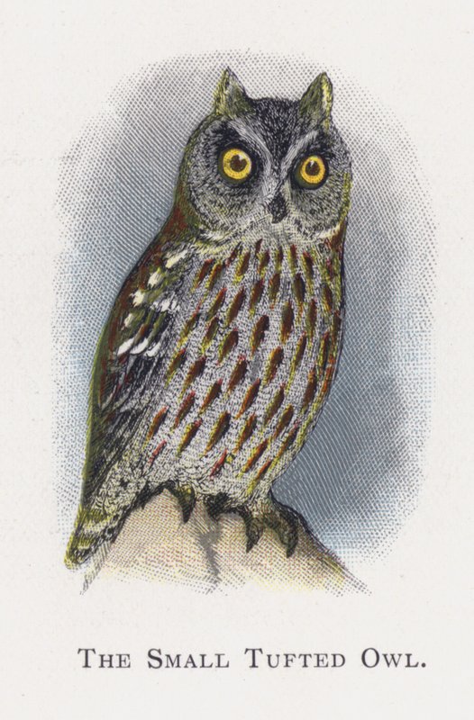 La Petite chouette huppée - Alexander Francis Lydon