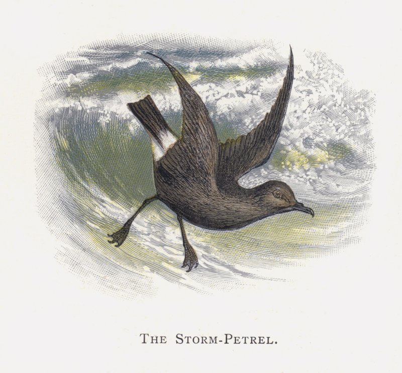 Le Pétrel Tempête - Alexander Francis Lydon