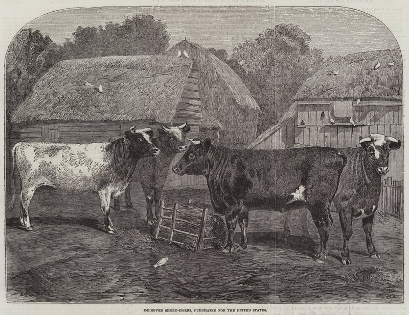 Amélioration des Shorthorns, achetés pour les États-Unis - Alfred Courbould