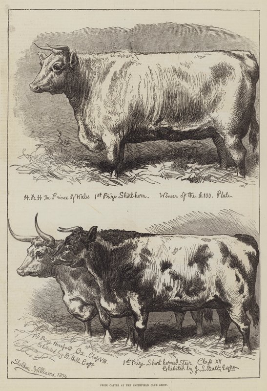 Bétail primé au Smithfield Club Show - Alfred Sheldon-Williams