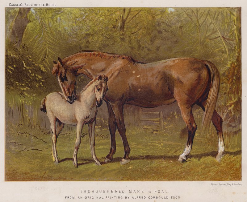 Jument pur-sang et poulain - Alfred Chantrey Corbould