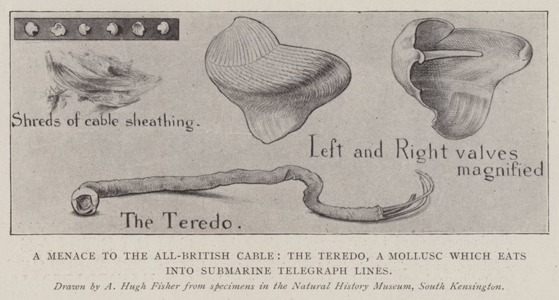 Une menace pour le câble tout britannique, le Teredo, un mollusque qui ronge les lignes télégraphiques sous-marines - Alfred Hugh Fisher