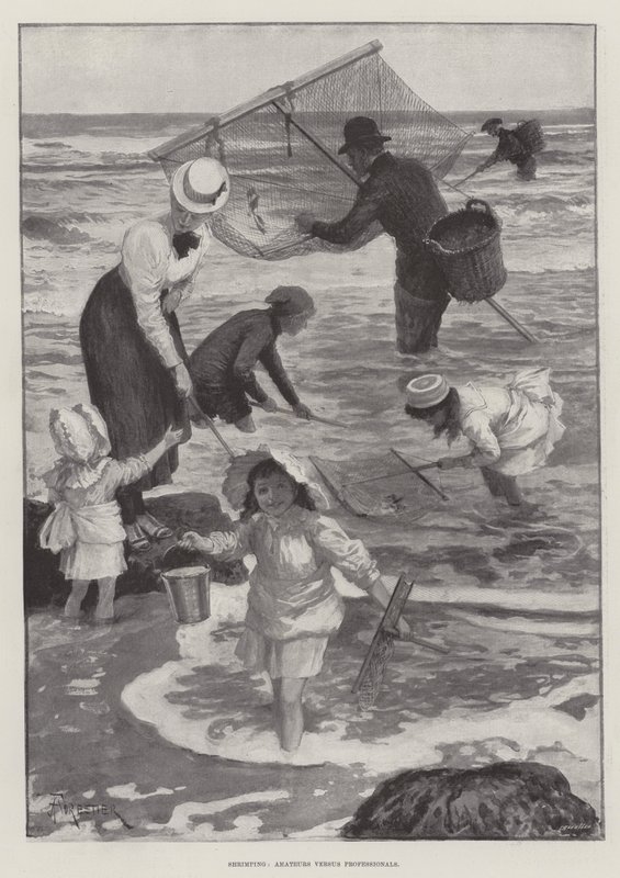 Pêche à la crevette, amateurs contre professionnels - Amedee Forestier