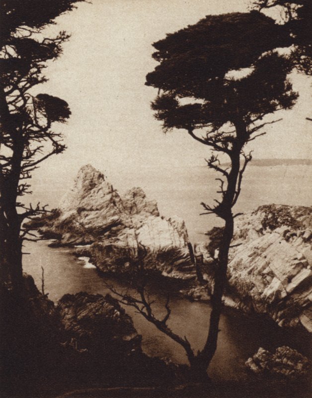 Californie : Cyprès de Monterey - American Photographer (after)