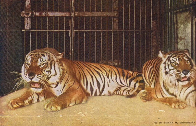 Chicago : Tigres à Lincoln Park (photo couleur) - American Photographer