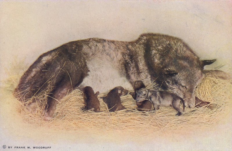 Chicago : Timber Wolf and Young, Lincoln Park (photo couleur) - American Photographer