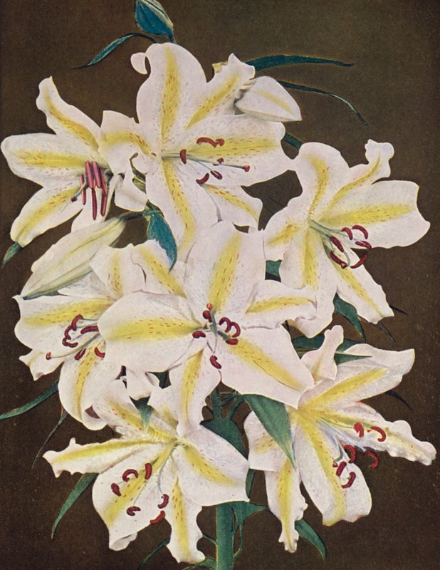 Lys : Lilium Auratum Platyphyllum (photo couleur) - American Photographer