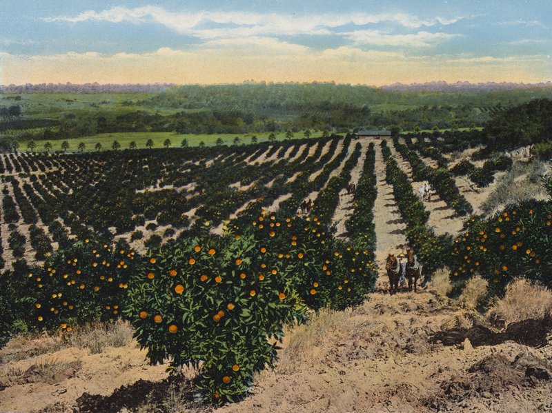 Orangeraie près de Colfax, Californie (photo couleur) - American Photographer