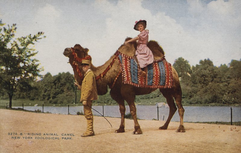 Chevauchée d