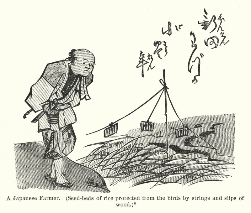 Un fermier japonais, semis de riz protégés des oiseaux par des ficelles et des morceaux de bois - American School