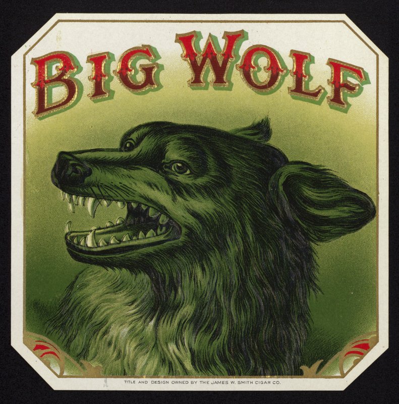 Loup noir montrant les dents - American School