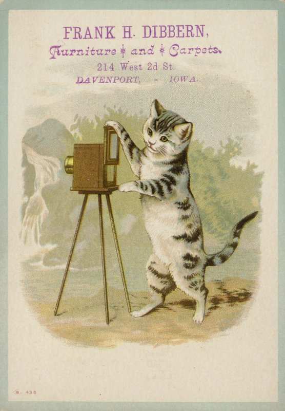 Chat prenant une photographie - American School