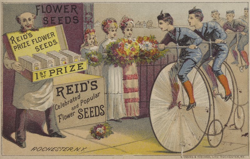 Graines de fleurs - American School