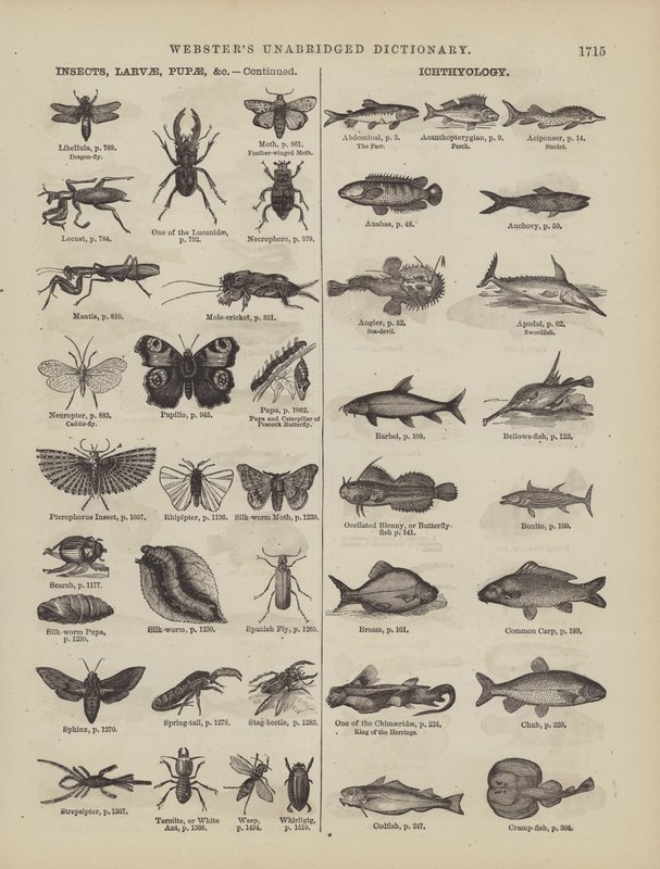 Page du dictionnaire complet de Webster (George Bell) - American School
