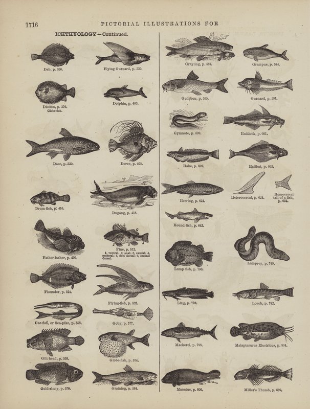 Page du dictionnaire complet de Webster (George Bell) - American School