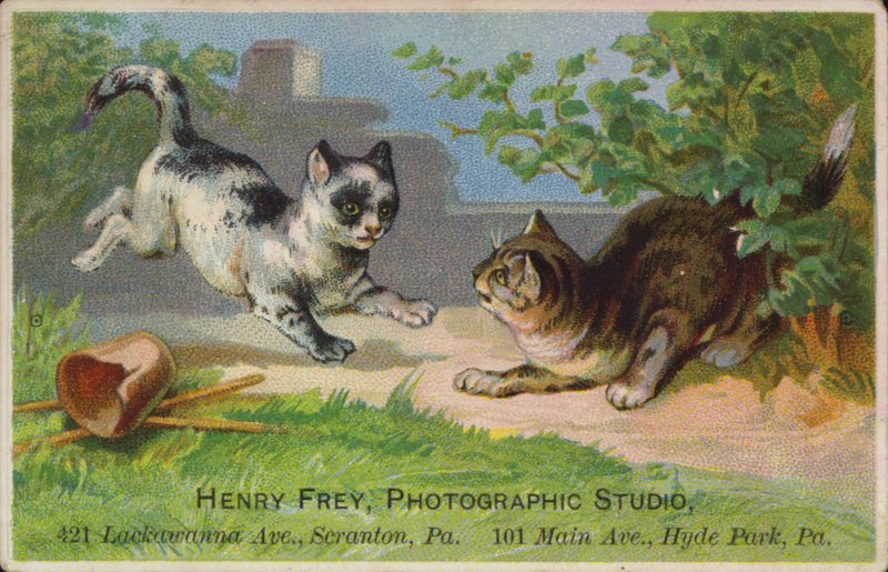 Chatons joueurs - American School