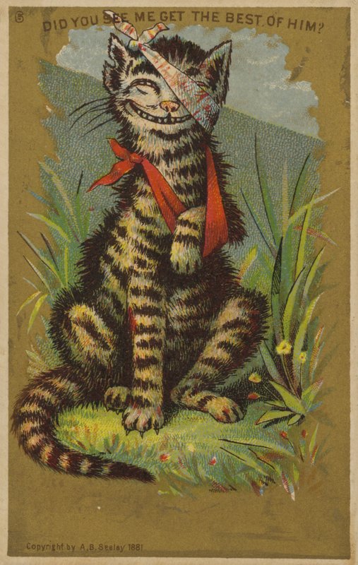 Chat souriant avec des blessures - American School