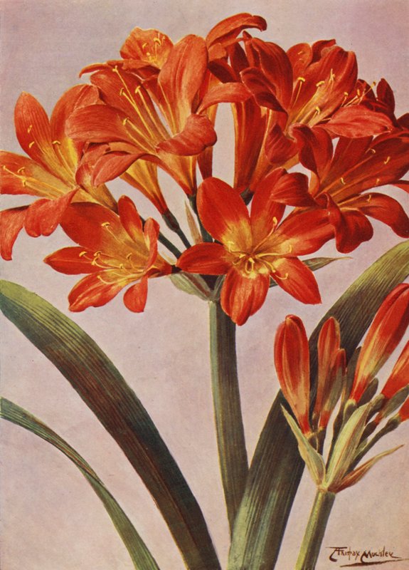 Clivia Miniata, longtemps connue sous le nom d
