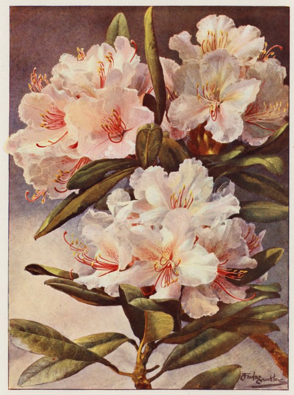 Rhododendron Rosa Mundi - Angelo Fairfax Muckley