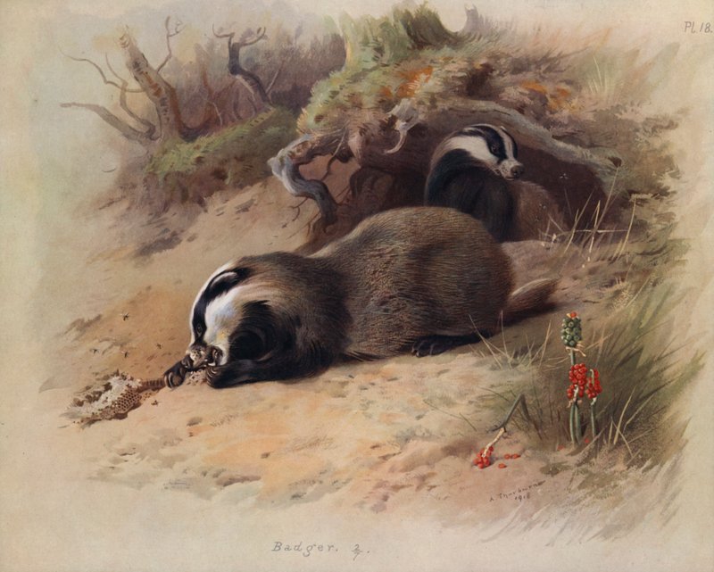 Blaireau - Archibald Thorburn