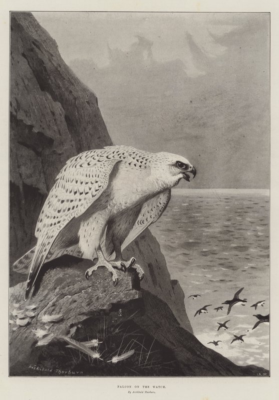 Faucon en attente - Archibald Thorburn
