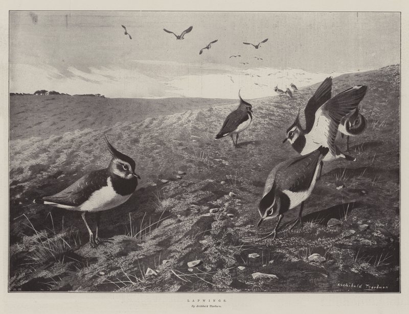 Vanneaux - Archibald Thorburn