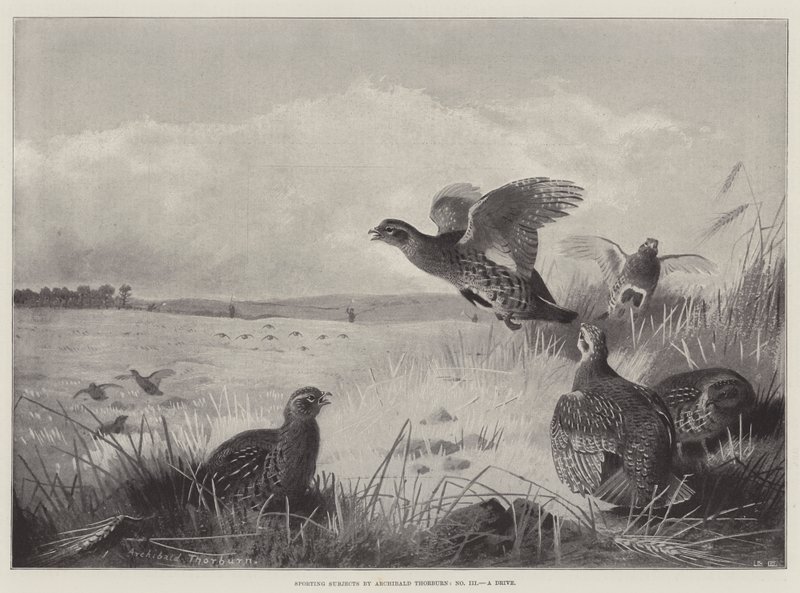 Sujets sportifs, une promenade - Archibald Thorburn
