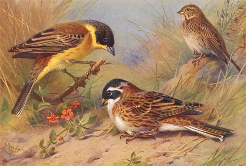 Bruant à tête noire, Bruant proyer, Bruant rustique - Archibald Thorburn