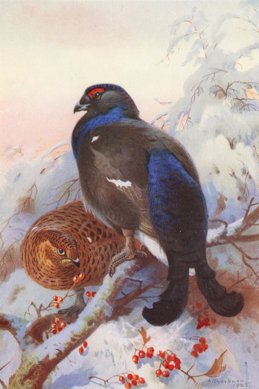 Tétras lyre (mâle et femelle) - Archibald Thorburn