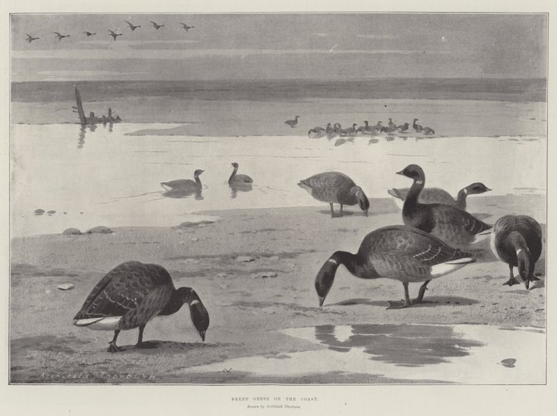 Bernaches sur la côte - Archibald Thorburn
