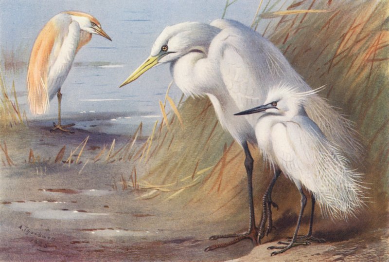 Héron garde-bœufs, Grand Héron blanc, Aigrette garzette - Archibald Thorburn