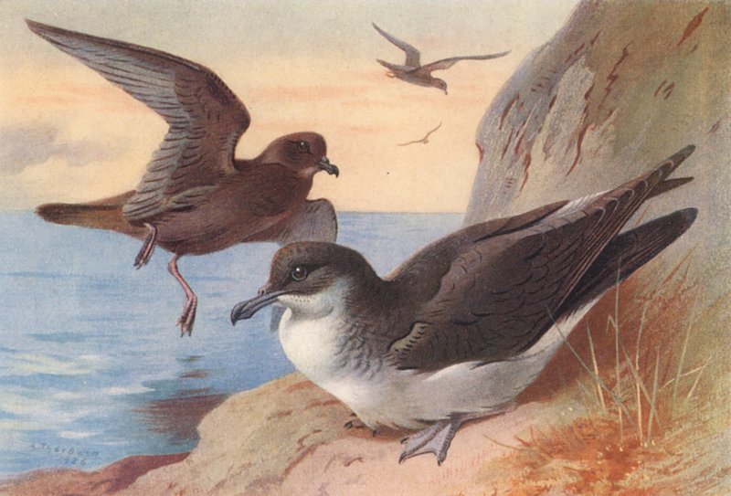 Pétrel de Bulwer, Puffin des Anglais - Archibald Thorburn