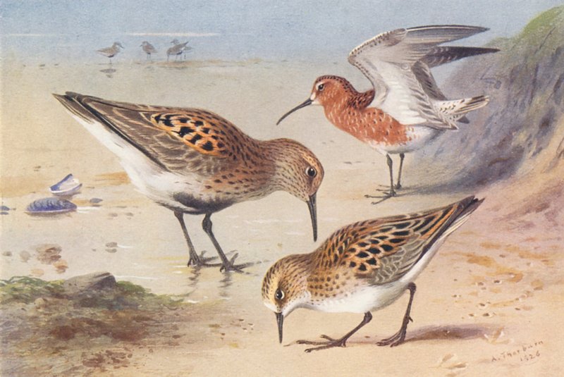 Bécasseau variable (été), Bécasseau maubèche (été), Bécasseau minute (été) - Archibald Thorburn