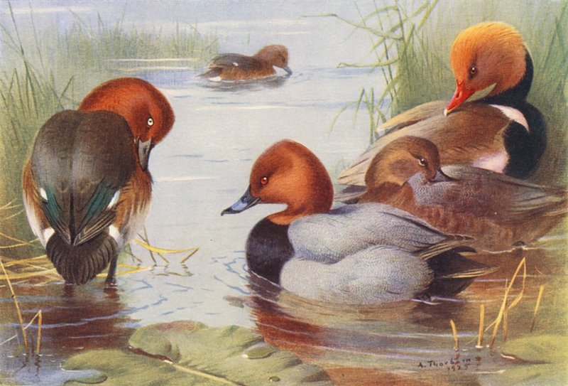 Fuligule nyroca (mâle et femelle), Fuligule milouin (mâle et femelle), Nette rousse - Archibald Thorburn