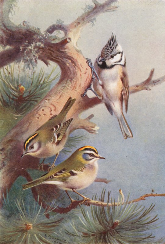 Roitelet huppé, Roitelet triple-bandeau, Mésange huppée - Archibald Thorburn