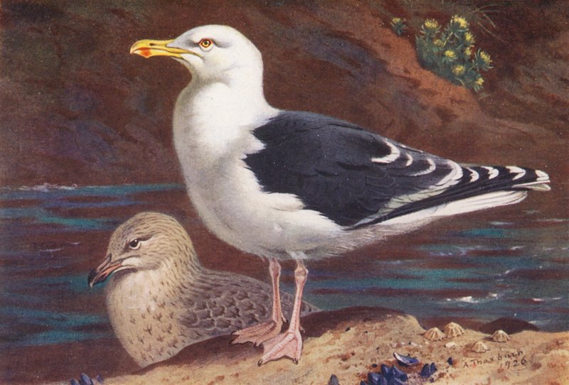 Goéland Marin (adulte et jeune) - Archibald Thorburn
