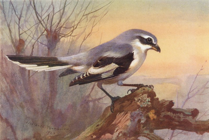 Grande Pie-grièche grise (lithographie en couleur) - Archibald Thorburn