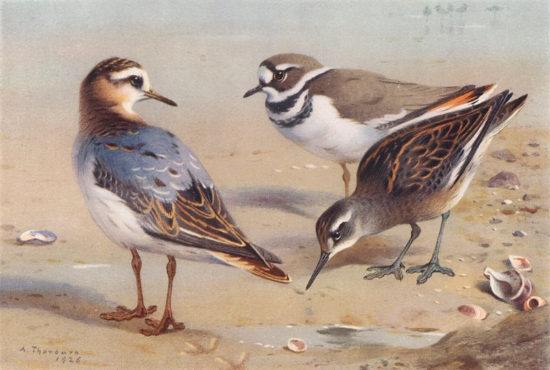Phalarope gris (automne), Pluvier kildir, Phalarope à bec étroit (immature) - Archibald Thorburn