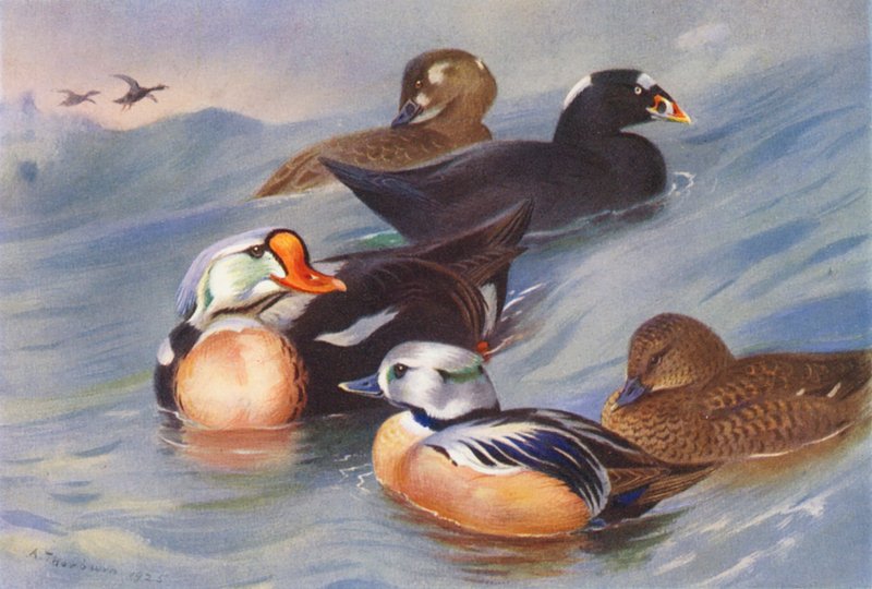 Eider à tête grise, Macreuse à front blanc (mâle et femelle), Eider de Steller (mâle et femelle) - Archibald Thorburn