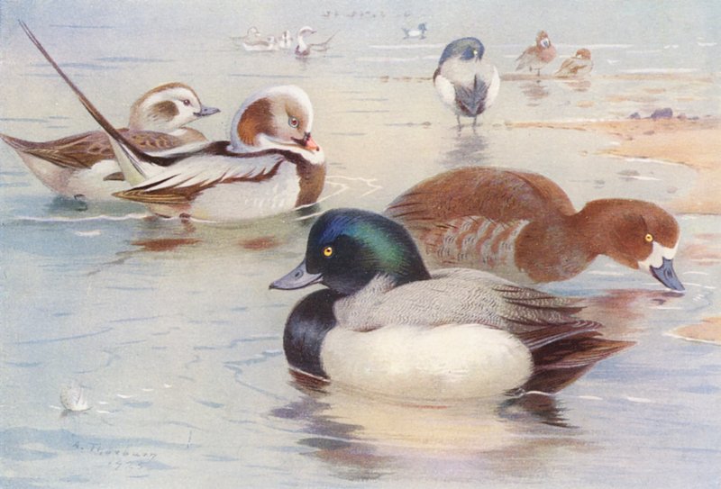 Canard à longue queue (mâle et femelle), Fuligule milouin (mâle et femelle) - Archibald Thorburn