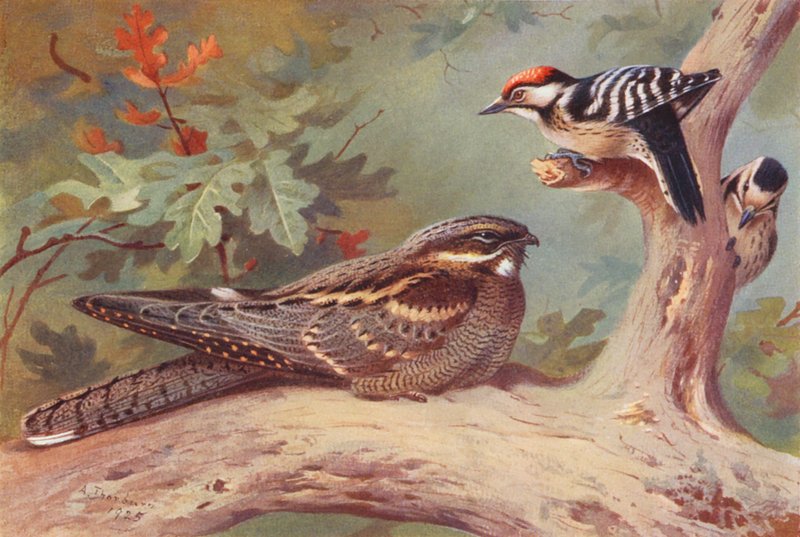 Engoulevent, Pic épeichette (mâle et femelle) - Archibald Thorburn