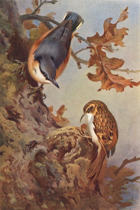 Sittelle, Grimpereau - Archibald Thorburn